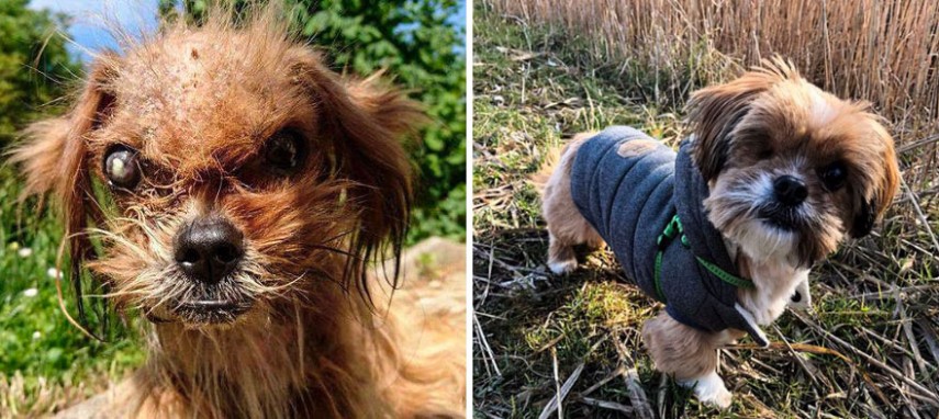 Antes e depois de cachorros resgatados
