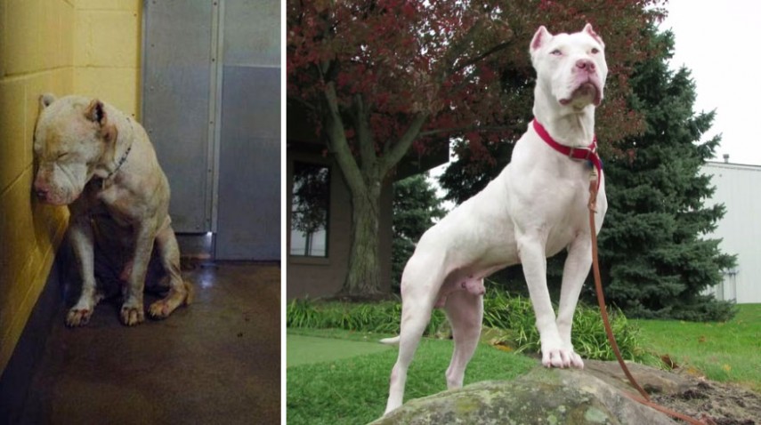 Antes e depois de cachorros resgatados