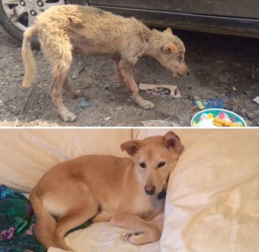 Antes e depois de cachorros resgatados