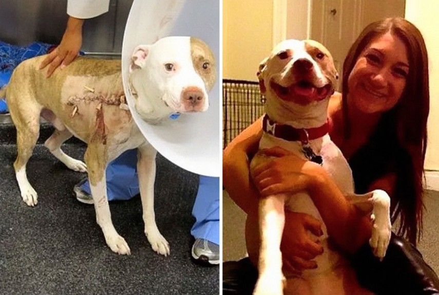 Antes e depois de cachorros resgatados