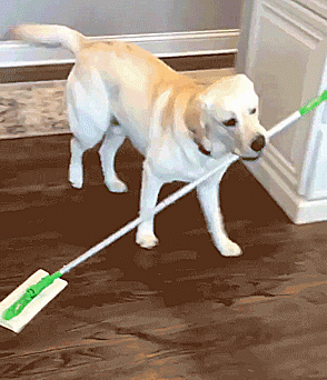 Labradores e golden retrievers 'simpaticães'
