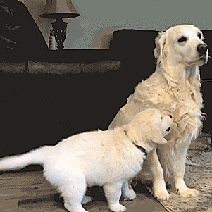 Labradores e golden retrievers 'simpaticães'