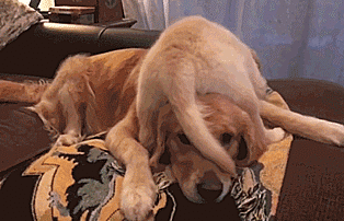 Labradores e golden retrievers 'simpaticães'