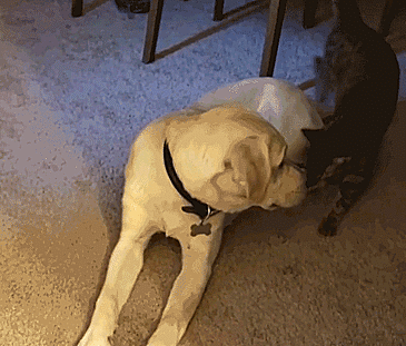 Labradores e golden retrievers 'simpaticães'