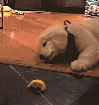 Labradores e golden retrievers 'simpaticães'