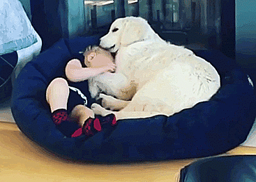 Labradores e golden retrievers 'simpaticães'