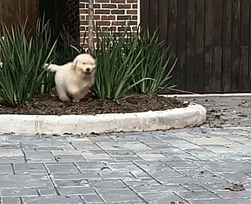 Labradores e golden retrievers 'simpaticães'