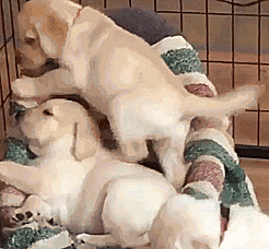 Labradores e golden retrievers 'simpaticães'
