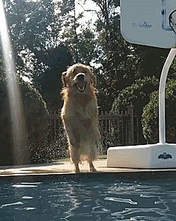 Labradores e golden retrievers 'simpaticães'