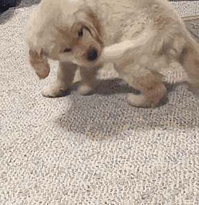 Labradores e golden retrievers 'simpaticães'