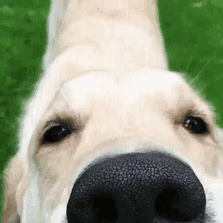 Labradores e golden retrievers 'simpaticães'