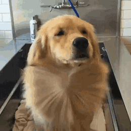 Labradores e golden retrievers 'simpaticães'