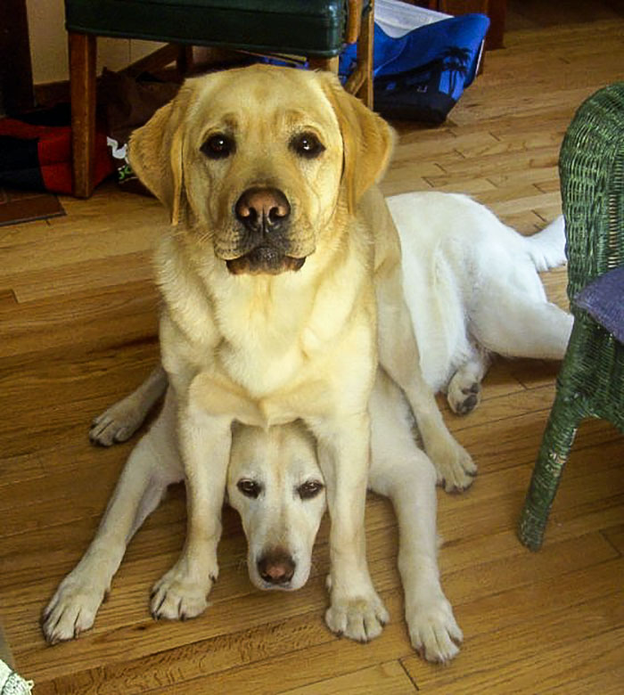 Labradores e golden retrievers 'simpaticães'