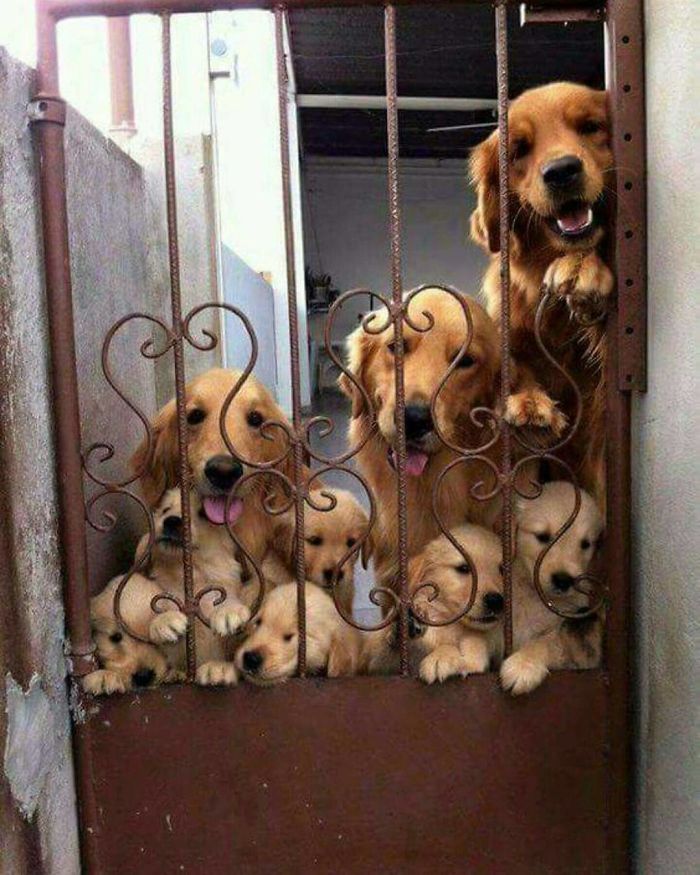 Labradores e golden retrievers 'simpaticães'
