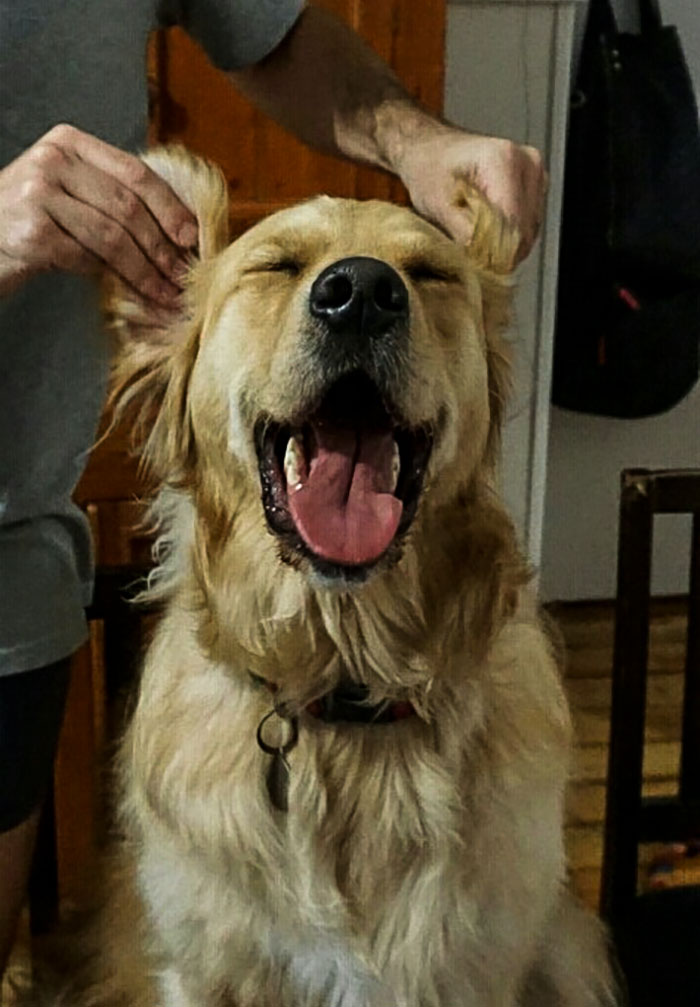 Labradores e golden retrievers 'simpaticães'