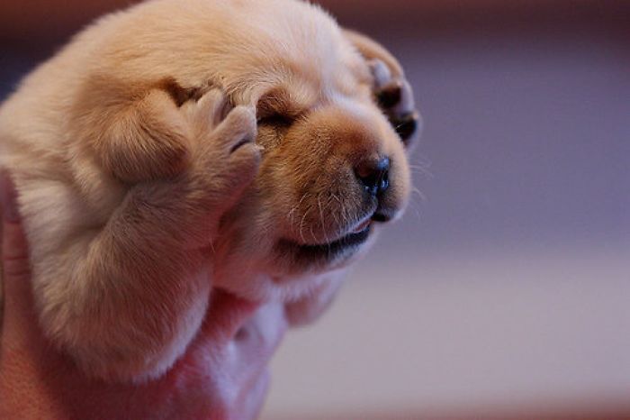 Labradores e golden retrievers 'simpaticães'