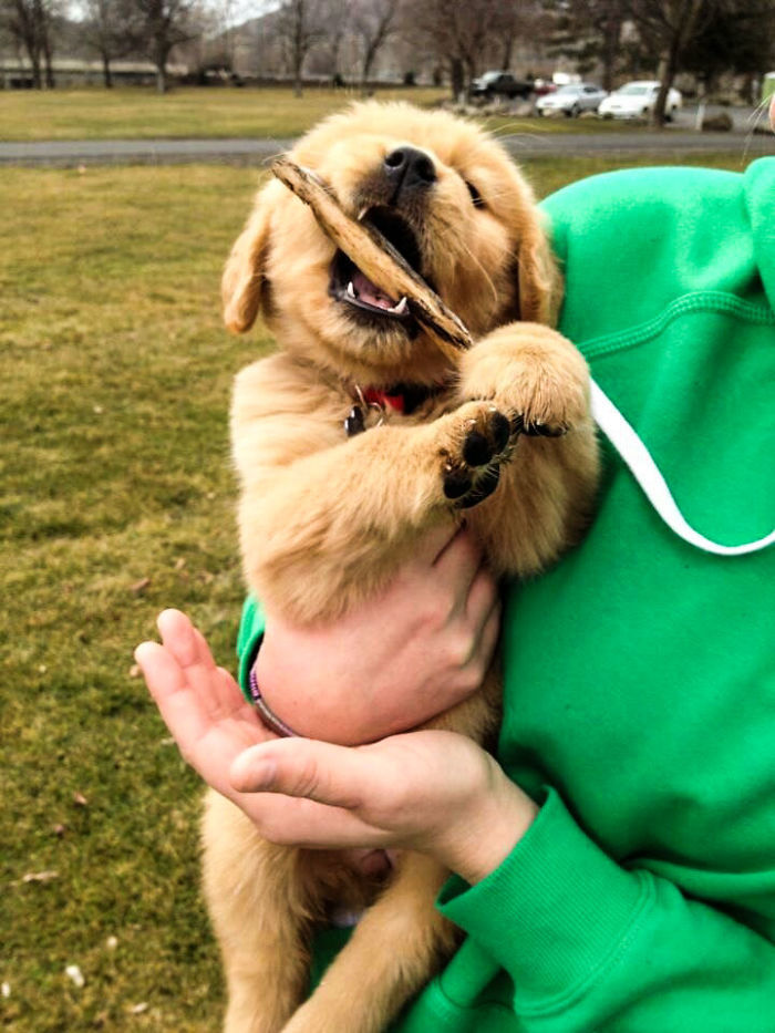 Labradores e golden retrievers 'simpaticães'