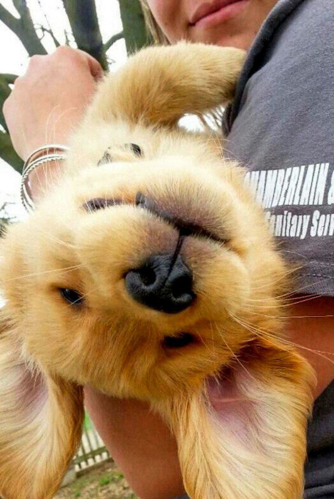 Labradores e golden retrievers 'simpaticães'