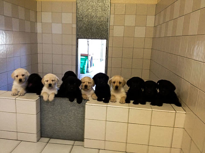 Labradores e golden retrievers 'simpaticães'