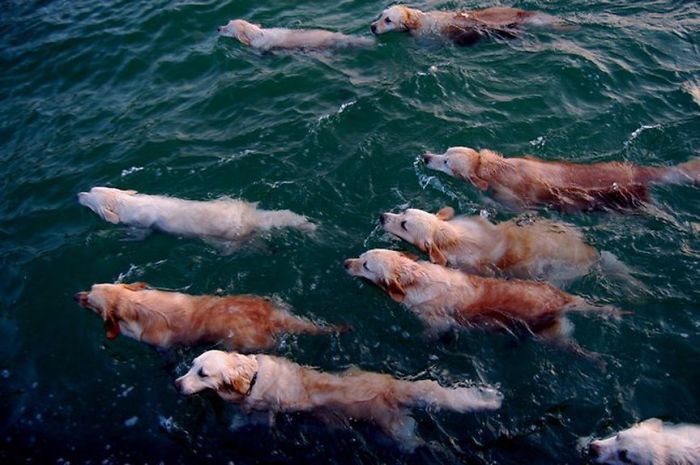 Labradores e golden retrievers 'simpaticães'