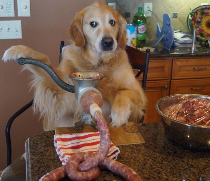 Labradores e golden retrievers 'simpaticães'