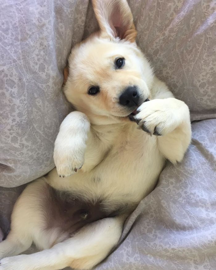 Labradores e golden retrievers 'simpaticães'