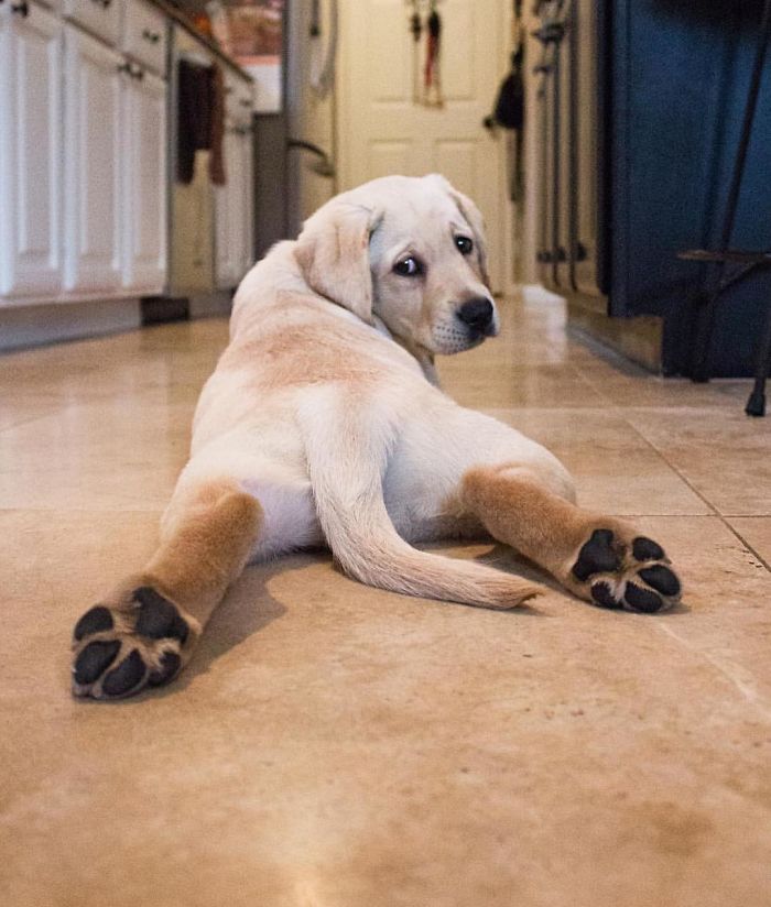 Labradores e golden retrievers 'simpaticães'