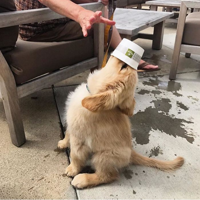 Labradores e golden retrievers 'simpaticães'
