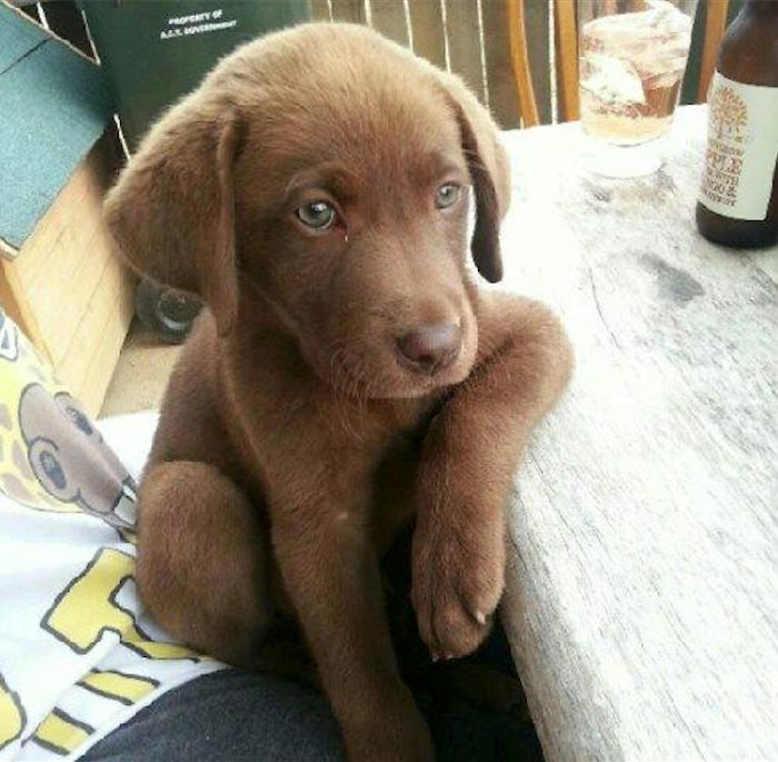 Labradores e golden retrievers 'simpaticães'