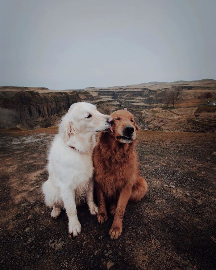 Labradores e golden retrievers 'simpaticães'