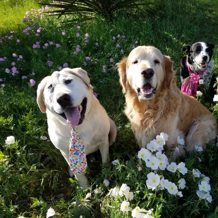 O labrador Beaux Tox nasceu com uma deformidade facial - que não afeta a sua inteligência -, causada pela falta de espaço para o seu desenvolvimento durante a gestação. Ele acabou sendo adotado, após ter uma vida difícil. Agora, é só alegria e tem até Instagram!