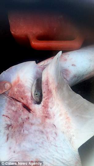 Pescador faz parto de tubarão e solta 98 filhotes no mar