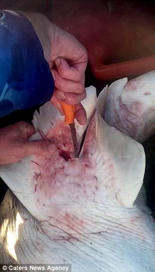 Pescador faz parto de tubarão e solta 98 filhotes no mar