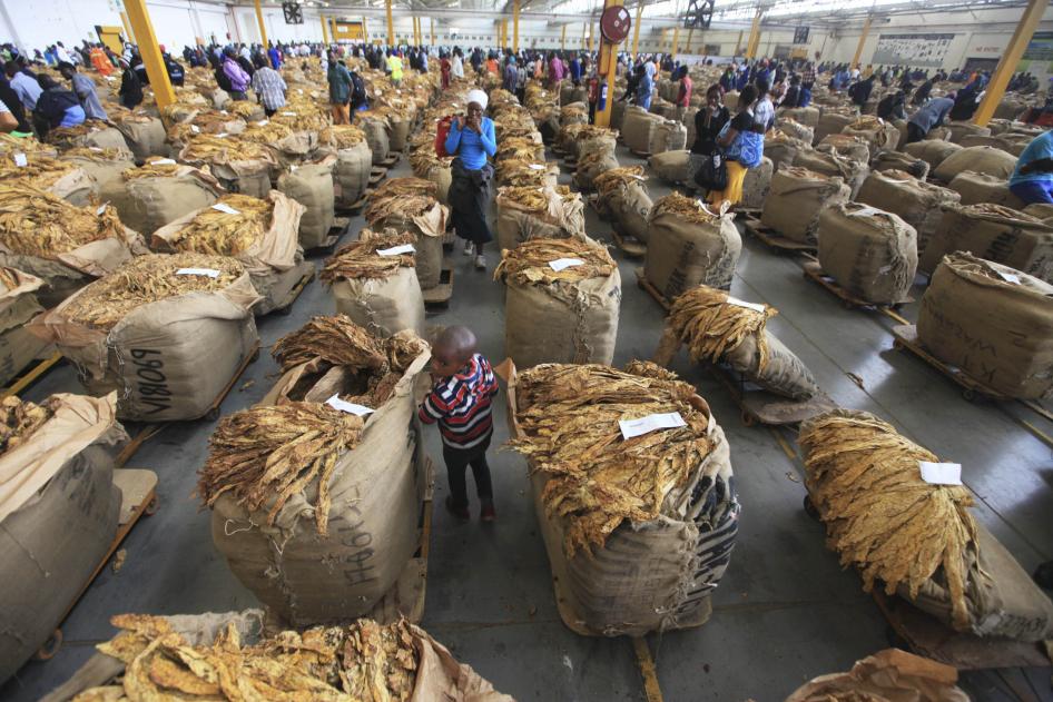 Site denuncia envenenamento de crianças por tabaco no Zimbabwe