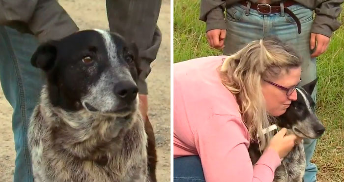 Conheça Max, um cão surdo e meio cego de 17 anos que se tornou um verdadeiro herói no último fim de semana