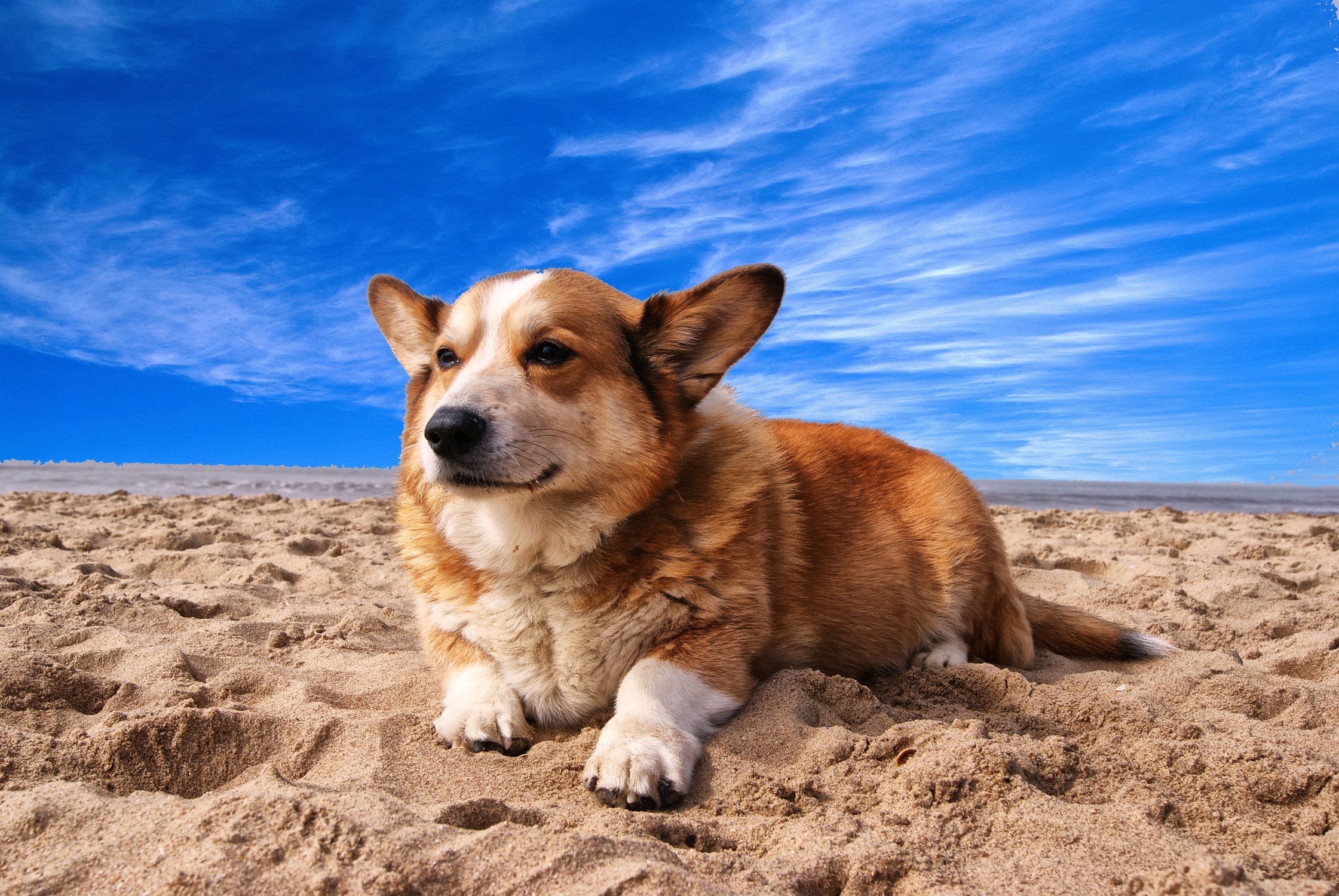 Florianópolis pode ser a primeira cidade do Brasil a ter praia para cachorros