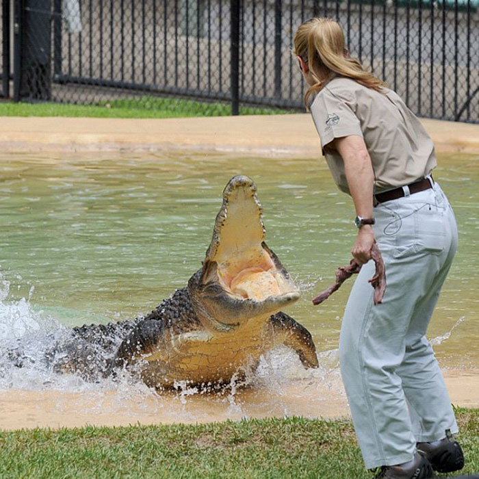 Filha do 'Caçador de Crocodilos' segue os passos do pai