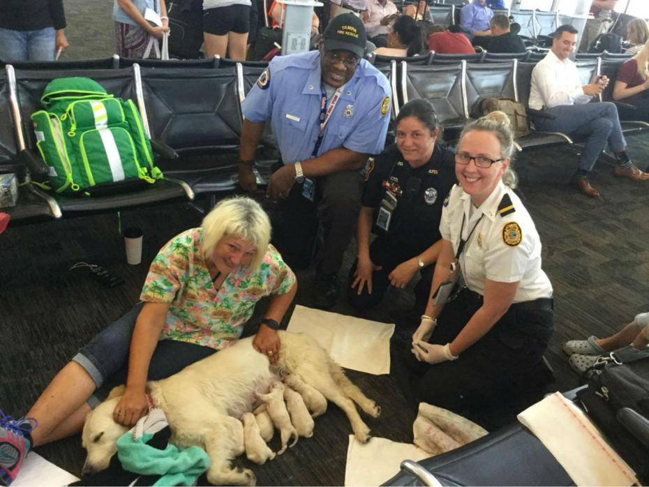 Cadela dá à luz a oito filhotes em aeroporto nos EUA