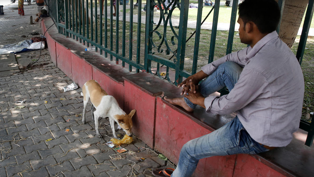 Cachorros de rua matam seis crianças em uma semana na Índia