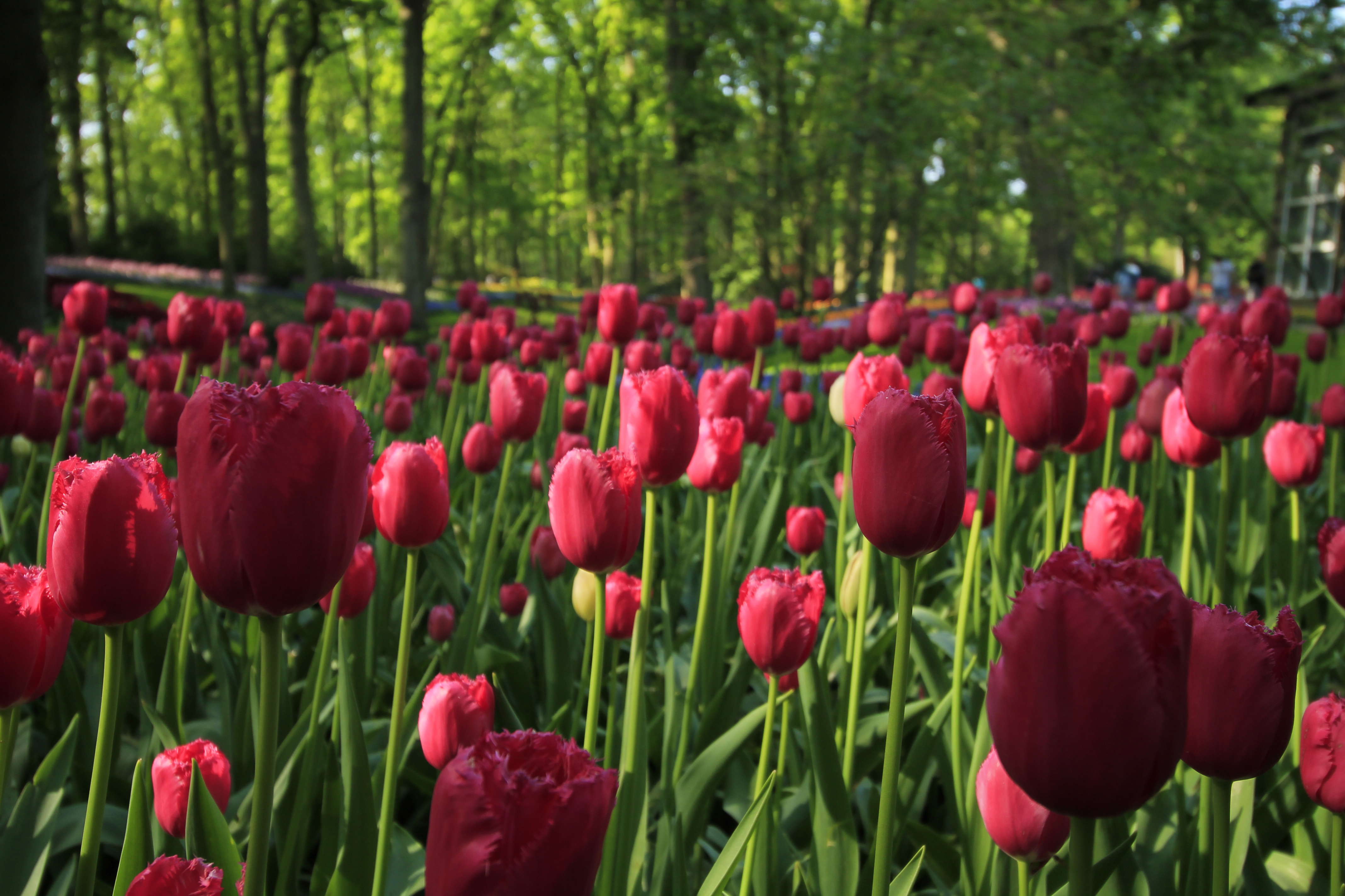 50 fotos do parque das tulipas na Holanda para colorir o seu dia