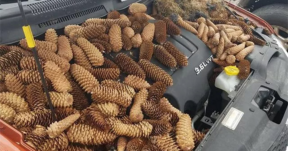 Esquilos escondem 22 quilos de pinhas dentro de capô de carro