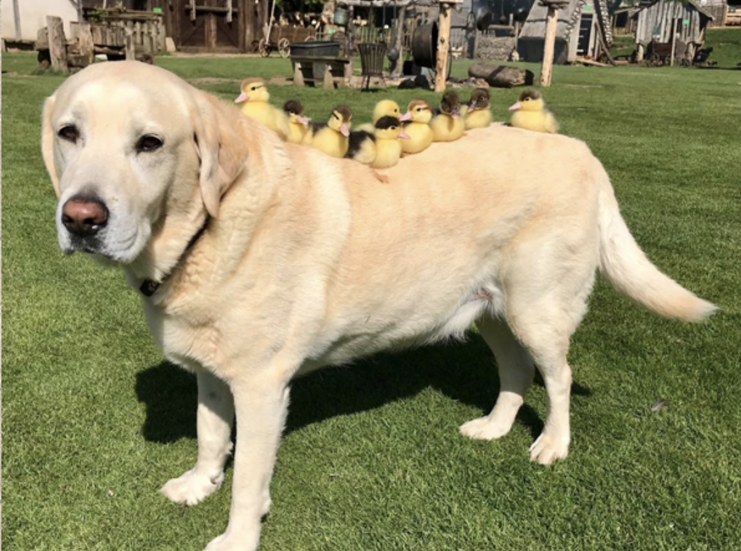 Labrador adota nove patinhos órfãos em vilarejo na Inglaterra