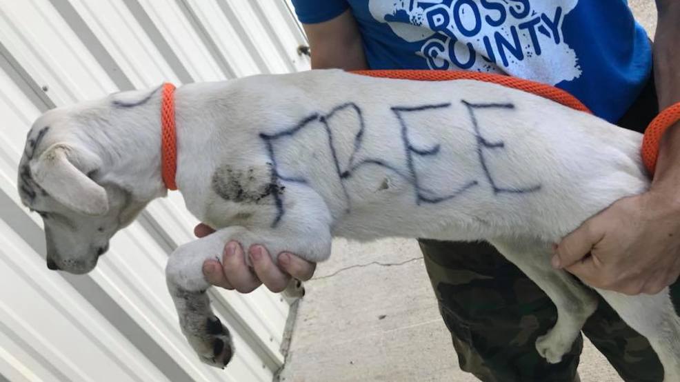 Cachorra é abandonada em parque com 'grátis' escrito no corpo