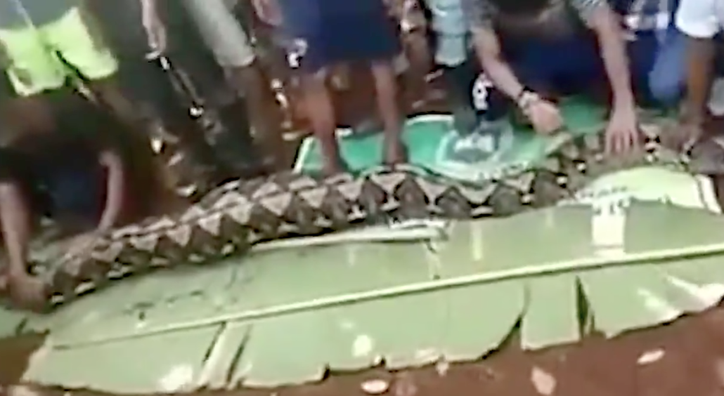 Mulher é engolida por cobra de sete metros em milharal na Indonésia