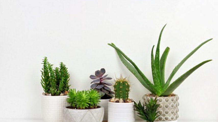 3) Tenha plantas! Cactus, por exemplo, exigem praticamente nenhum cuidado. Elas são ótimas para oxigenar o ambiente.
