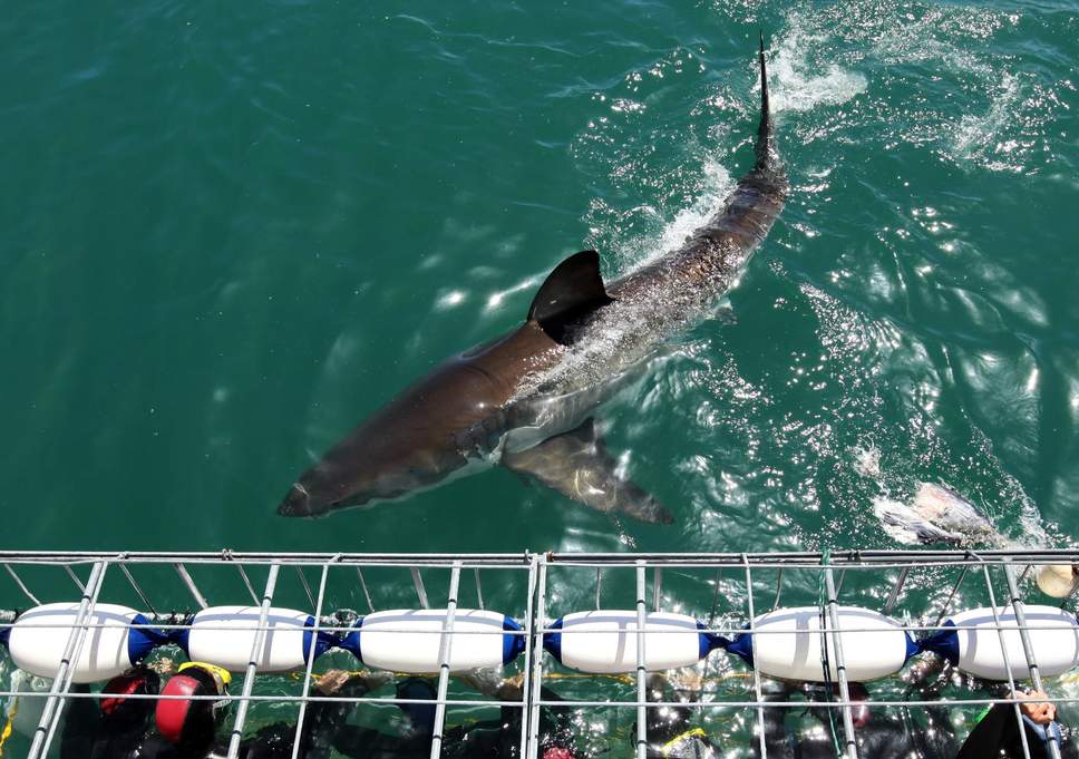 Turismo: mergulho com tubarão ameaça vida de animais