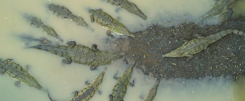 Revista National Geographic divulga fotos finais de competição. Prêmio chega a R$37,9 mil.