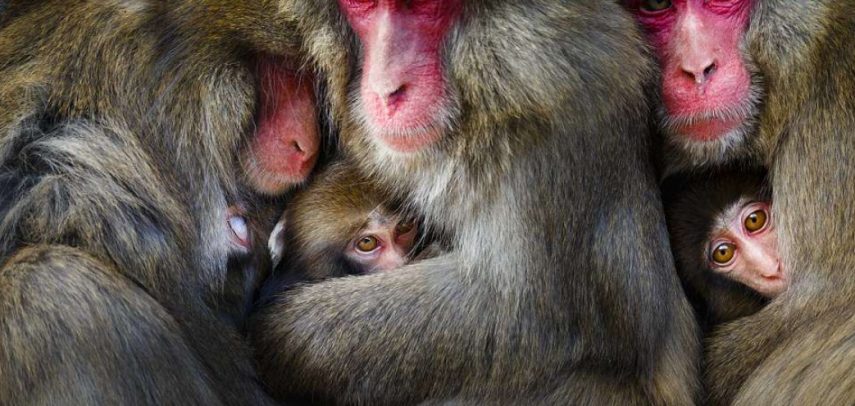 Revista National Geographic divulga fotos finais de competição. Prêmio chega a R$37,9 mil.