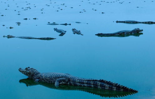 A organização internacional de conservação do meio ambiente, The Nature Conservancy, premiou as melhores imagens da natureza pelo mundo