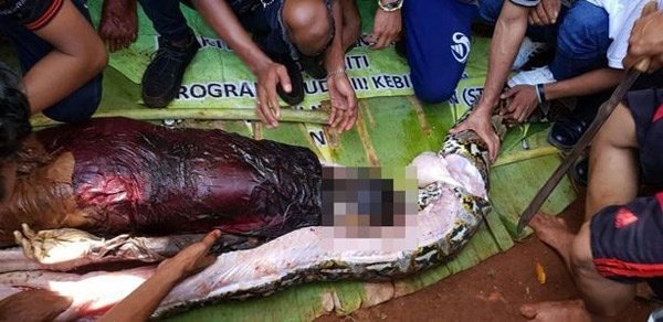 Mulher é encontrada dentro de cobra de 7 metros